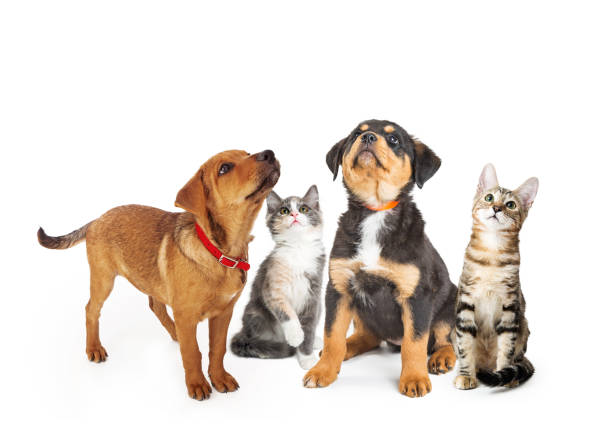 istock Puppies and Kittens on White Looking Up 954433310