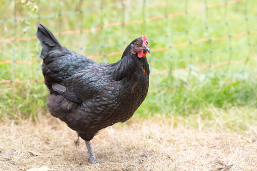 Black Australorp chicken scratching in grass (selective focus)