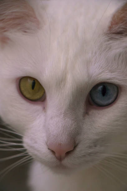 istock portrait of a khao manee cat 954433638