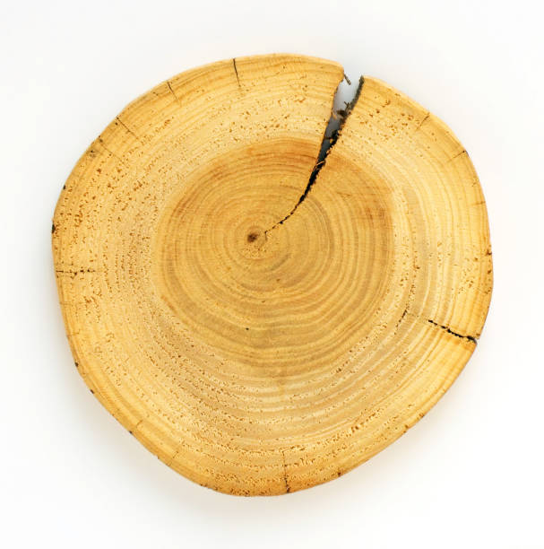 istock Slice of wood 95443403