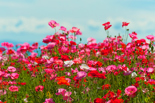 Close up of a field or red, pink and white poppies under a cloudy sky