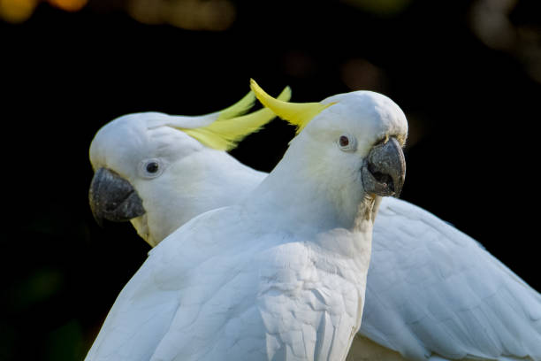 istock Sulphur-Crested Cockatoos 954434314