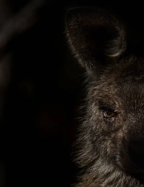 Eastern-Grey Kangaroo - NSW Australia