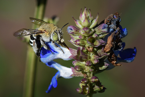 side view of one mason bee sitting on dry petal outdoors in garden