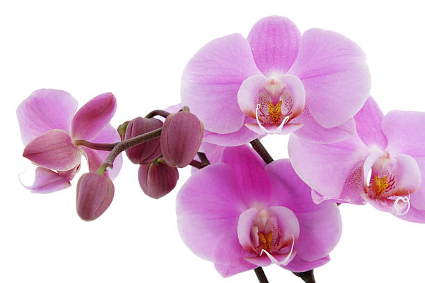 istock Violet orchid blossom closeup 95443773