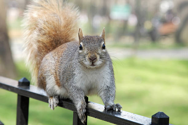 esquilo no central park - squirrel softness wildlife horizontal - fotografias e filmes do acervo