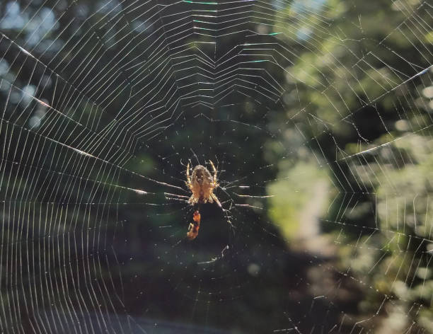 Large spider on a spider web stock photo