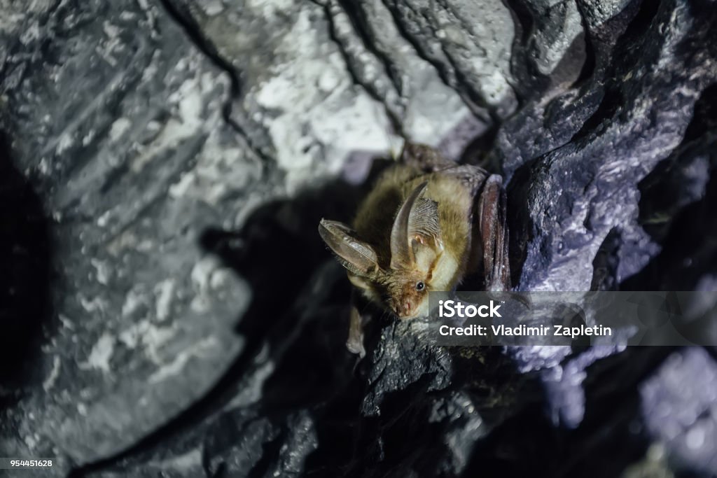 Brown common long-eared bat (Plecotus auritus) in chalky cave Brown common long-eared bat (Plecotus auritus) in chalky cave. Bat - Animal Stock Photo