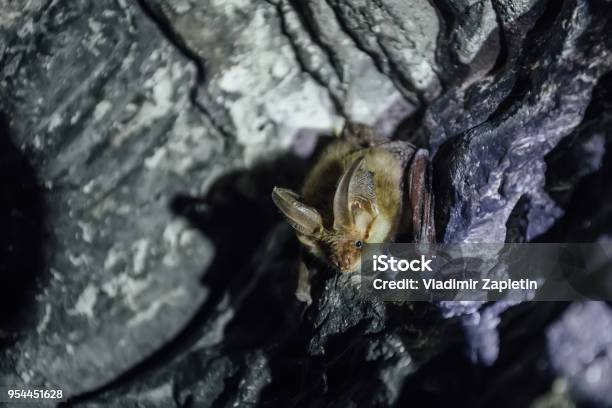 Brown Common Longeared Bat In Chalky Cave Stock Photo - Download Image Now