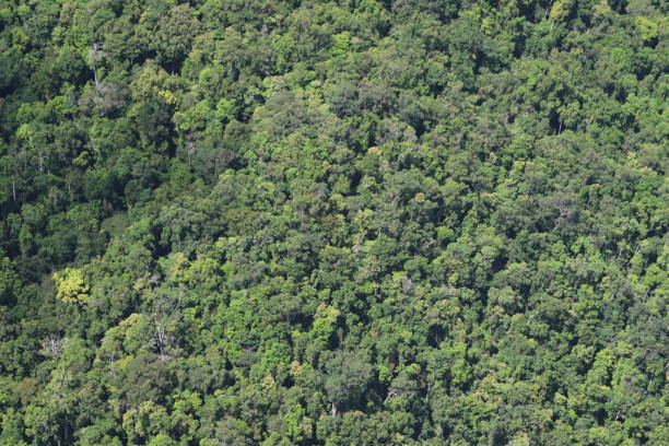 istock Full Frame Shot Of Trees In Forest 954452802