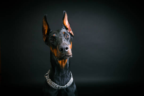 beautiful doberman pinscher close-up on a black background