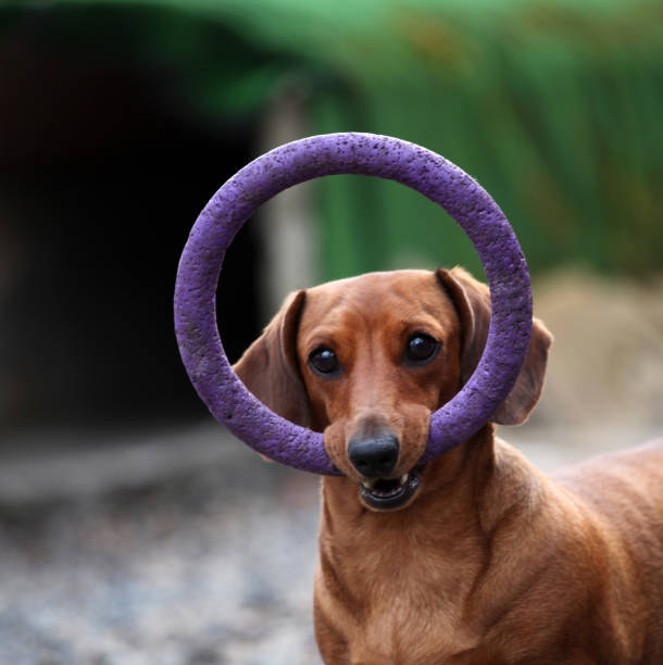 istock Dachshund Dog Spring Garden 954454896