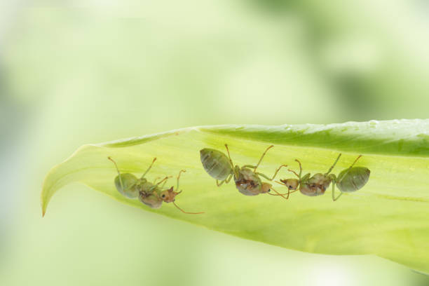 istock Red ant queen on green background 954462274