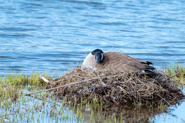 istock Canada Goose Sitting On A Nest 954463138