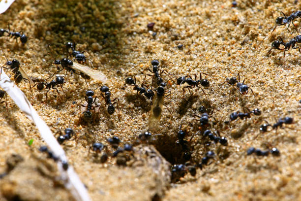 istock black ants on wood 954465826