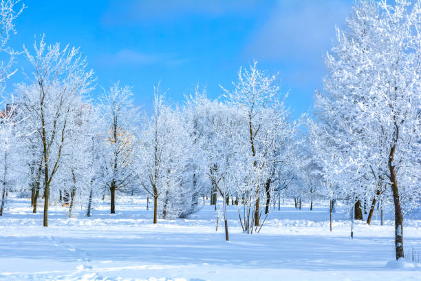 istock Winter landscape with trees with branches in frost snow flakes 954467234