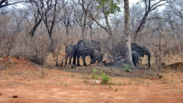 istock Herd of elephant in the shade of a tree 954467268