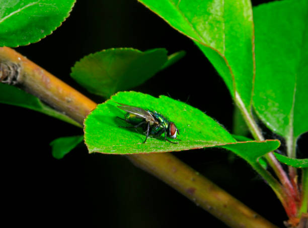 istock Embalmed, taken in the wild 954467360