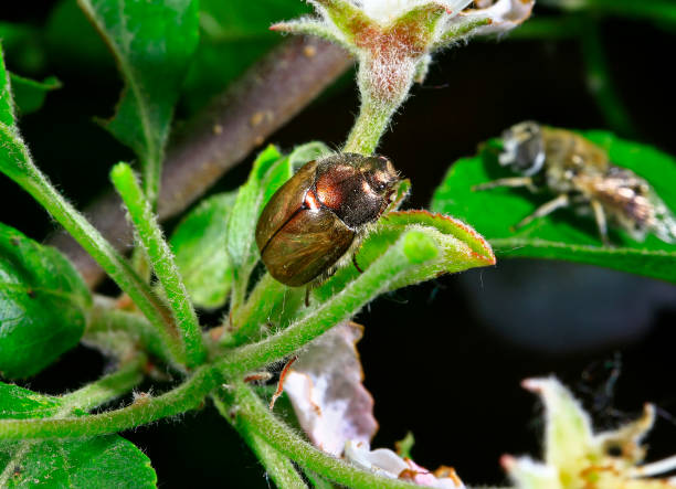 istock Beetles, taken in the wild 954467486