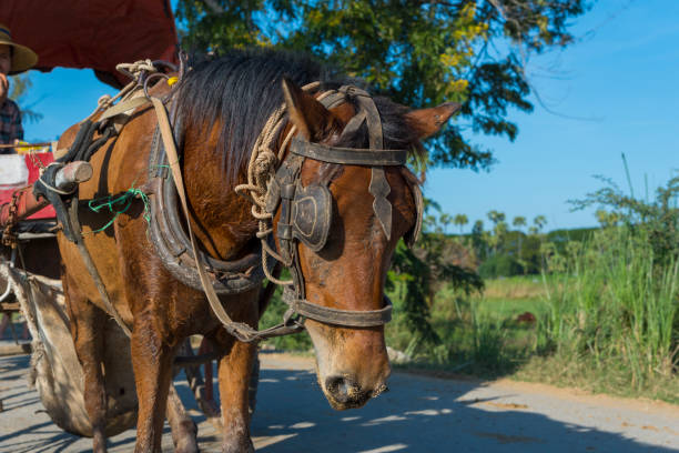 istock BAGAN/MYANMAR - OCTOBER 2015 - Landau found And can be arranged at Bagan. OCTOBER, 2, 2015 in Bagan, Myanmar. 954467658