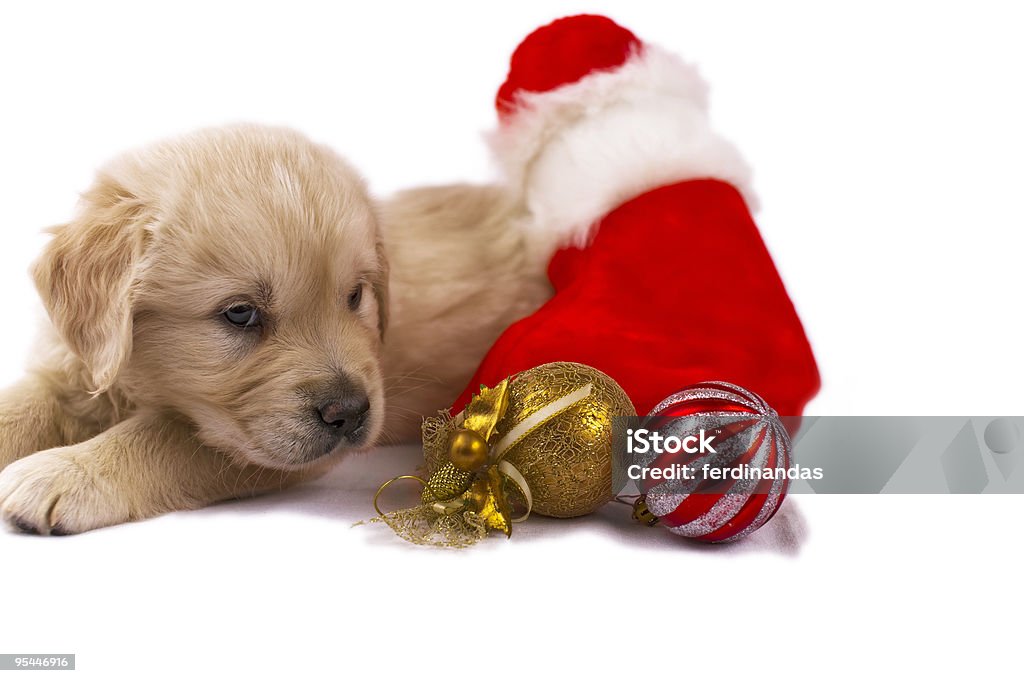 Cucciolo di Golden retriever isolato su bianco con giocattoli di Natale Calze - Foto stock royalty-free di Cane