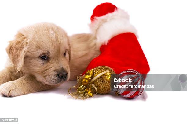 Cucciolo Di Golden Retriever Isolato Su Bianco Con Giocattoli Di Natale Calze - Fotografie stock e altre immagini di Cane