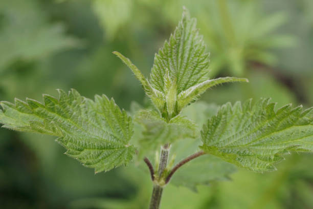 istock Green fresh nettle plant, Urtica Dioica. 954470712
