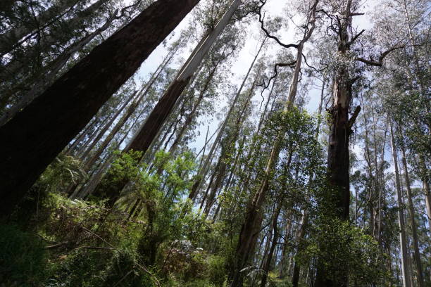 istock Yarra Forest in Australia 954470900