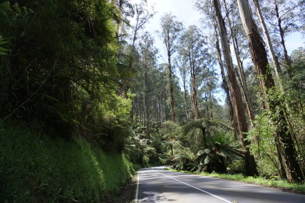 istock Yarra Forest in Australia 954470956