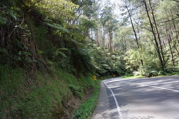 istock Yarra Forest in Australia 954470960