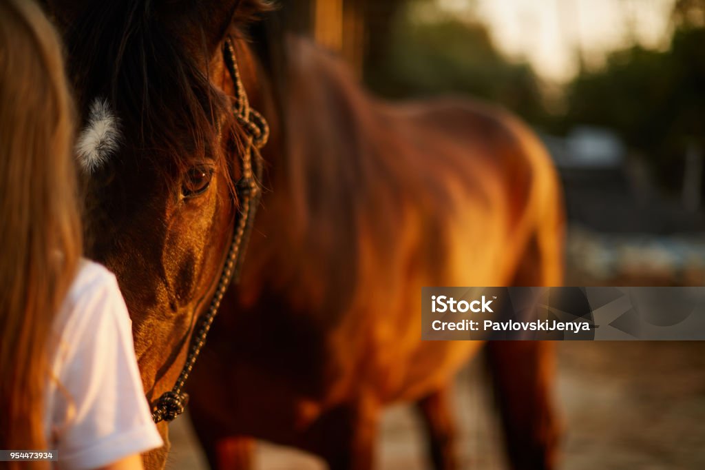 Girl face to face with a horse The girl looks into the eyes of a beautiful horse Horse Stock Photo