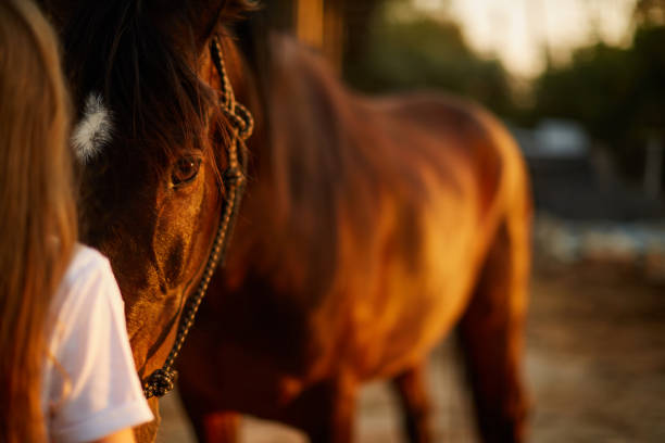 girl face to face with a horse - adult affectionate love animal imagens e fotografias de stock