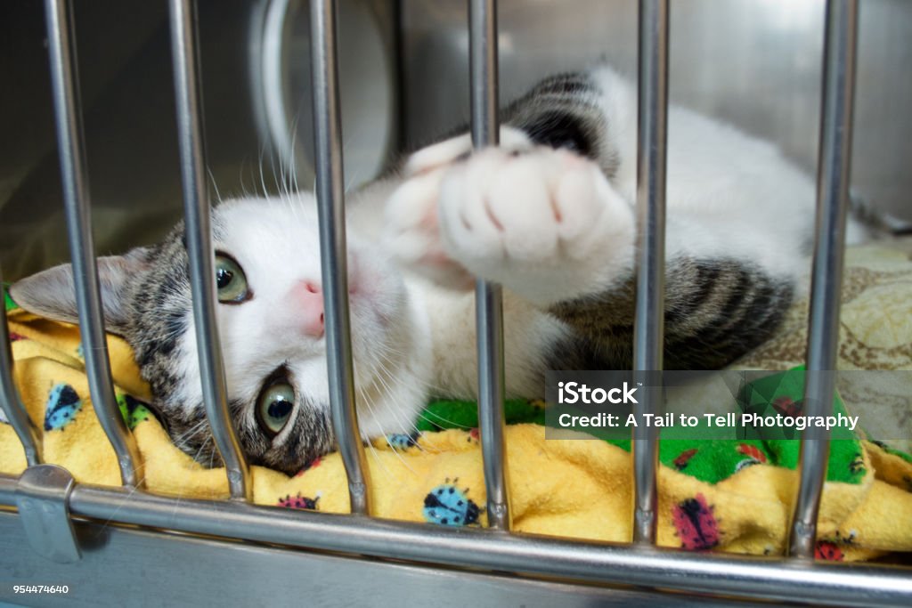 A rescue kitten reaches a paw out of its cage A grey and white kitten reaches a paw out of its cage at the animal shelter Domestic Cat Stock Photo