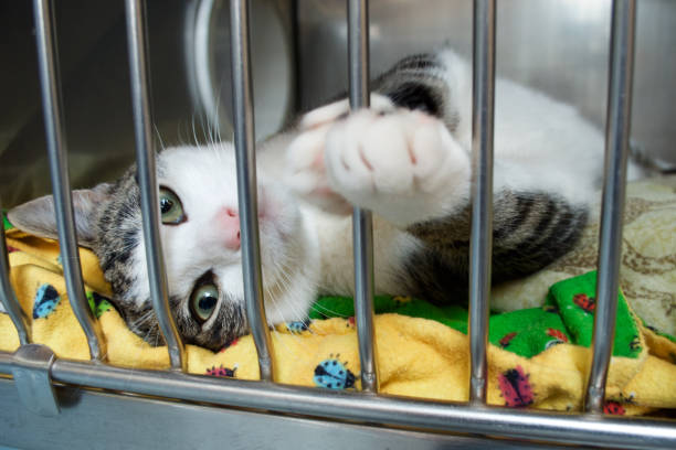 A rescue kitten reaches a paw out of its cage A grey and white kitten reaches a paw out of its cage at the animal shelter kennel stock pictures, royalty-free photos & images