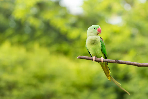 istock Green red Parakeet Alexandrine Parakeet , Psittacula eupatria 954475642
