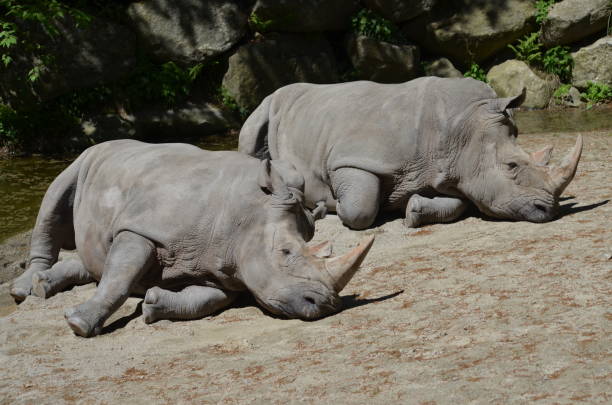 istock Two Sleepy Rhinoceroses 954478058