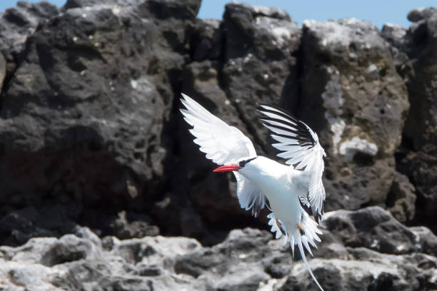 Tropical Bird off Floreana Island in Mid Flight stock photo