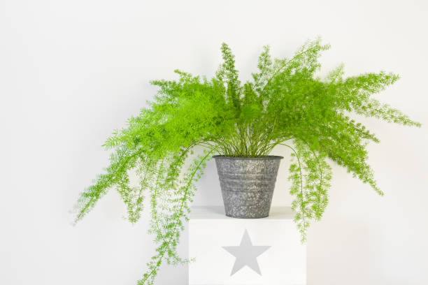 Beautiful asparagus fern in a zinc pot stock photo