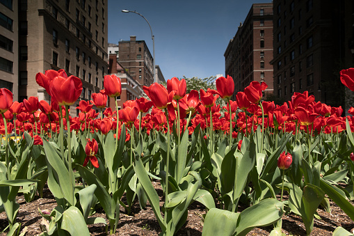 Tulips during spring season along Park Avenue in New York City.