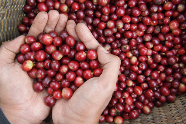 istock Close up of red berries coffee beans 954488524
