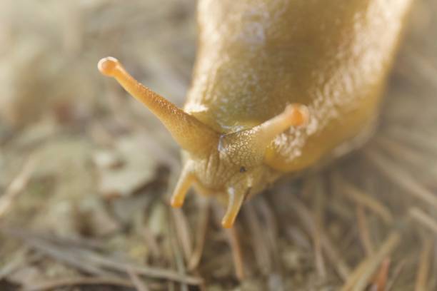 istock Banana Slugs California 954490632