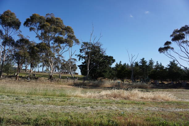 istock Outback of Australia 954494890