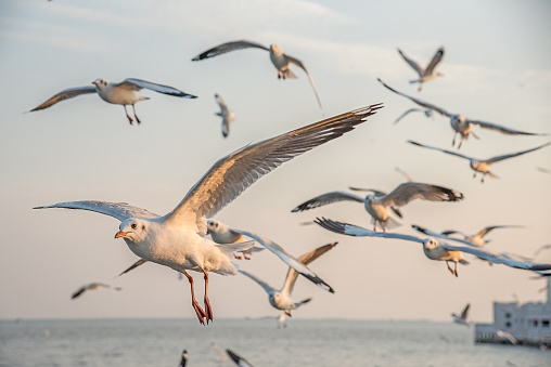 Seagulls