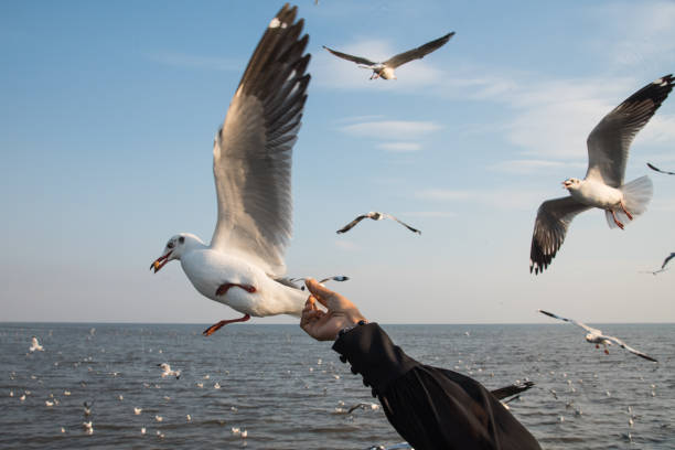 istock Seagull flying at Bangpu Thailand 954500904