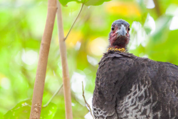 istock Brush-turkey native Australian bird closeup 954501476