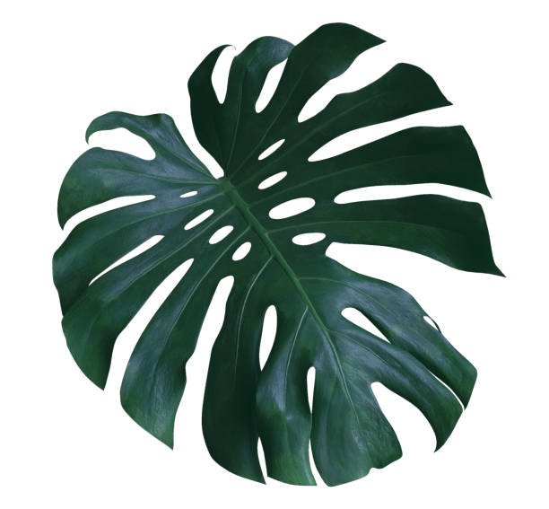 istock Monstera plant  leaf, the tropical evergreen vine isolated on white background, clipping path included 954502008