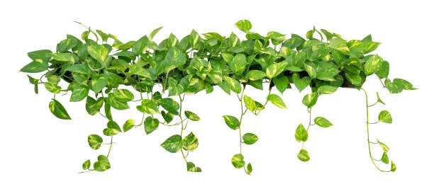 foglie a forma di cuore vite pothos dorato isolato su sfondo bianco, percorso di ritaglio incluso - ivy vine frame leaf foto e immagini stock