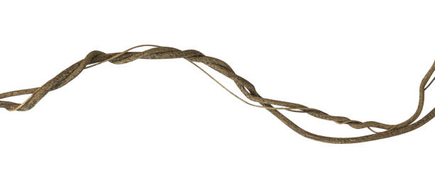 istock Twisted wild liana jungle vine isolated on white background, clipping path included 954502114