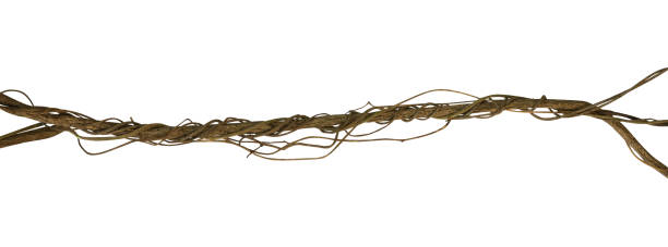 istock Twisted wild liana jungle vine isolated on white background, clipping path included 954502118