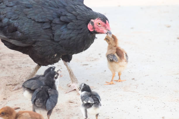Close-Up Of Hen With Baby Chickens On Field